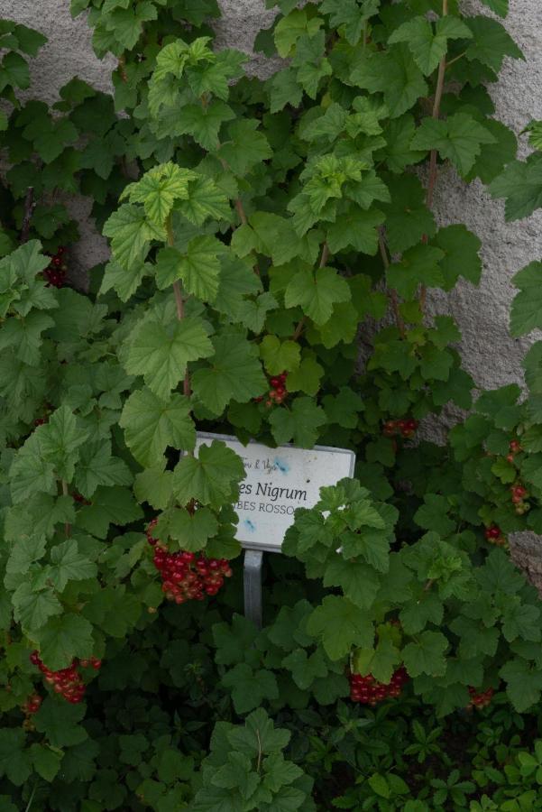 Villa Fiori&Vigne Di Cecilia Marcon à Farra di Soligo Extérieur photo
